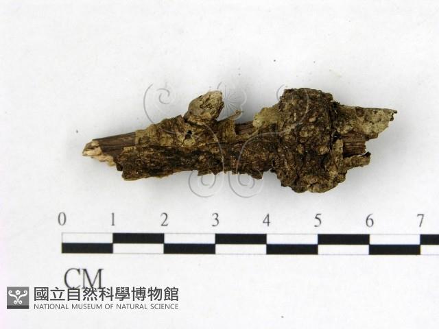 登錄號:F0019572藏品圖，第3張