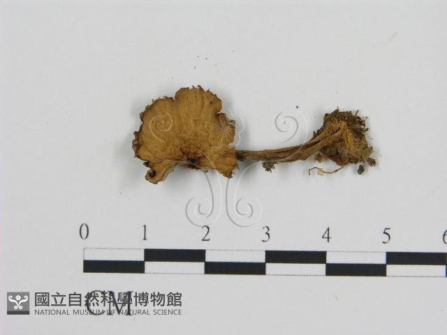 登錄號:F0003572藏品圖，第3張