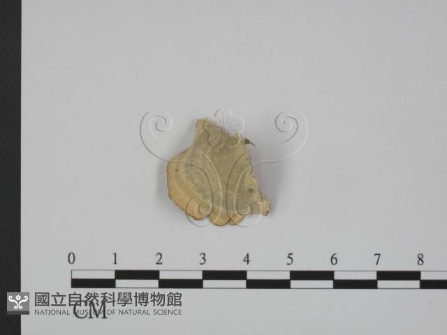 登錄號:F0008172藏品圖，第3張