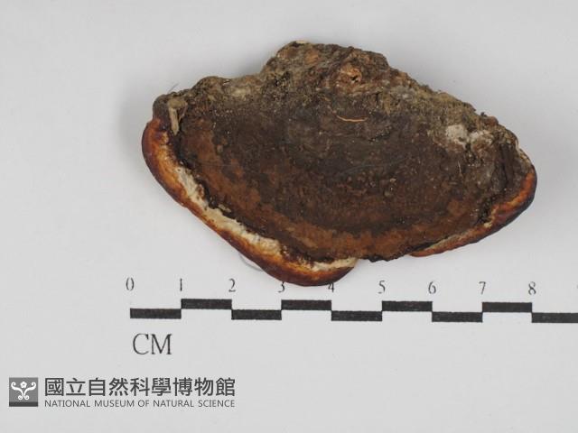 靈芝屬藏品圖，第3張