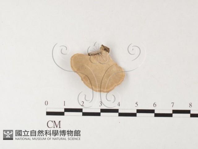 登錄號:F0026172藏品圖，第1張