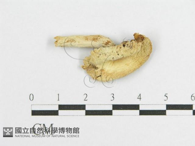 登錄號:F0011172藏品圖，第3張