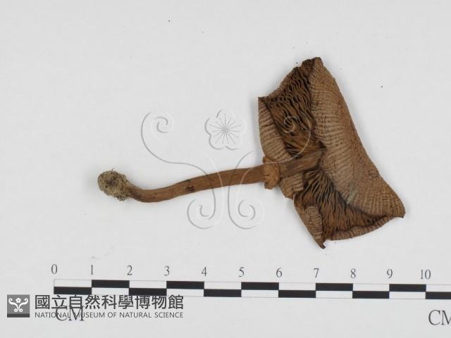 登錄號:F0024172藏品圖，第3張