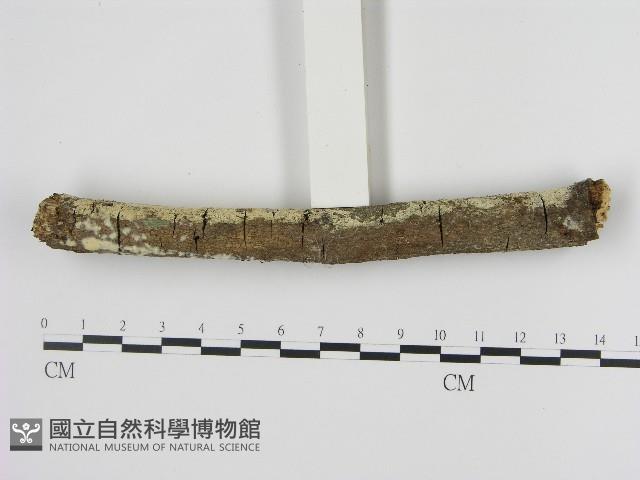 剛毛絲皮菌藏品圖，第3張