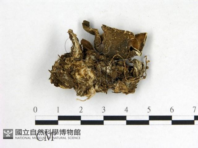 登錄號:F0014172藏品圖，第3張