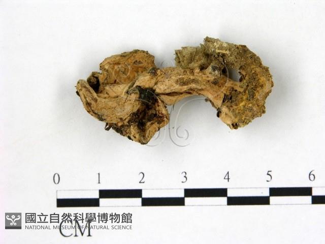 登錄號:F0002172藏品圖，第3張