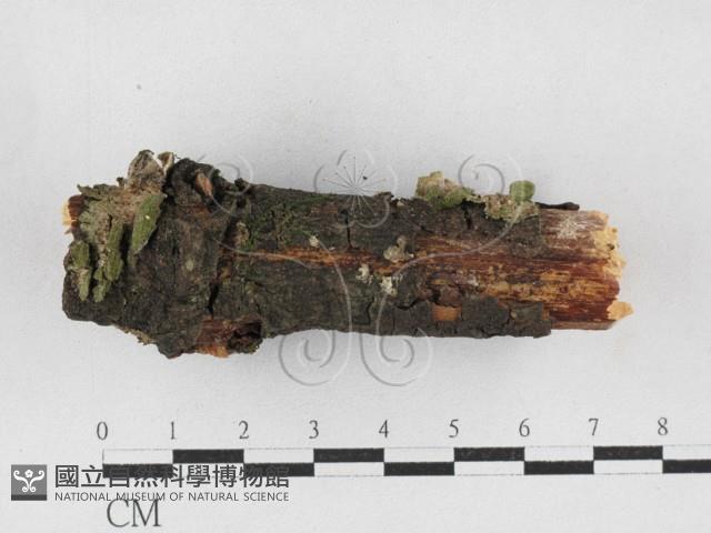 附毛菌屬藏品圖，第3張