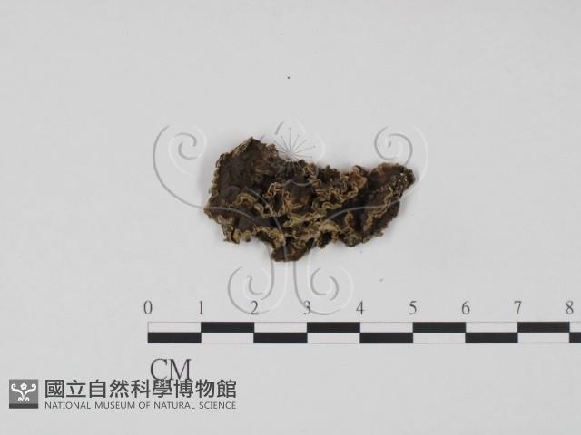 登錄號:F0007172藏品圖，第3張