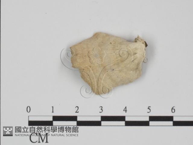 附毛菌屬藏品圖，第3張