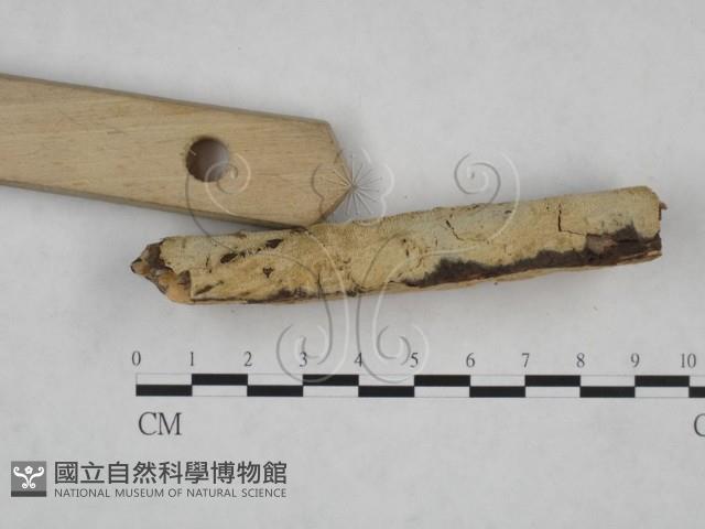 登錄號:F0025172藏品圖，第3張