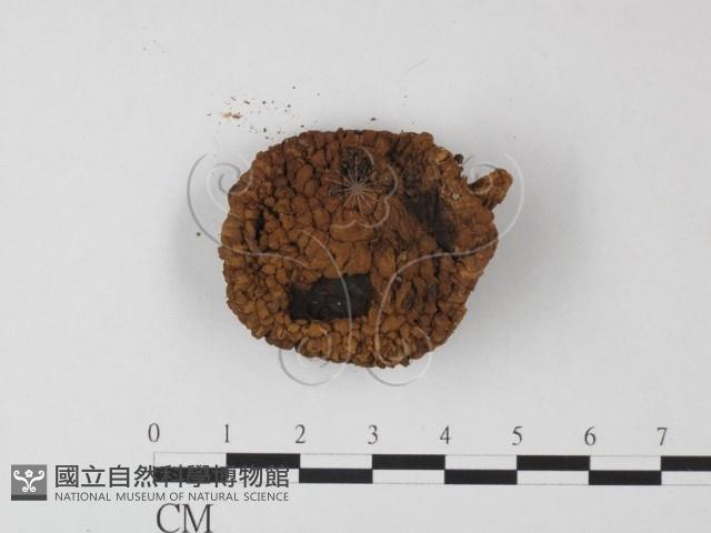 登錄號:F0019172藏品圖，第3張