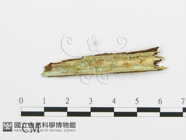 登錄號:F0003172藏品圖，第3張