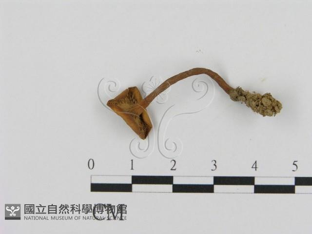 乳菇屬藏品圖，第3張