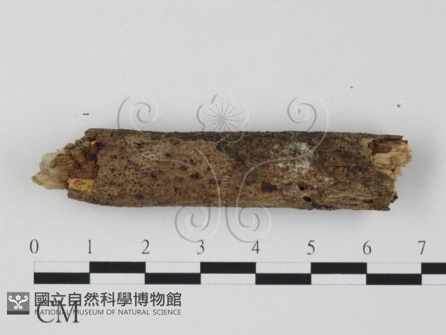 登錄號:F0020072藏品圖，第3張