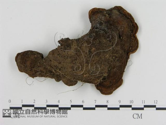 登錄號:F0010072藏品圖，第3張