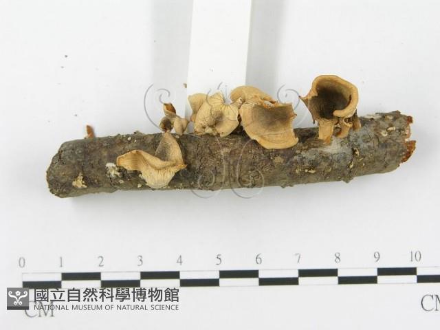 館號:F0016072藏品圖，第3張