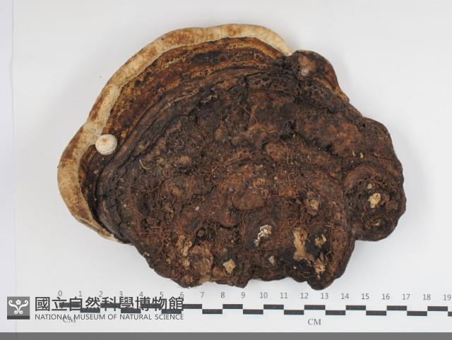 多年臥孔菌屬藏品圖，第3張