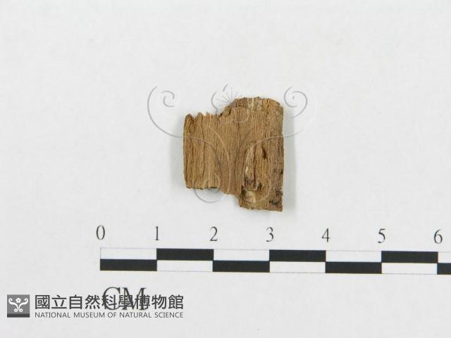 登錄號:F0007072藏品圖，第3張