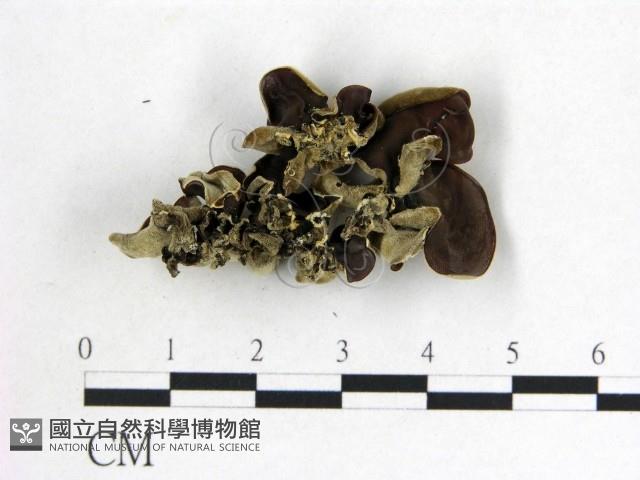 毛木耳藏品圖，第3張