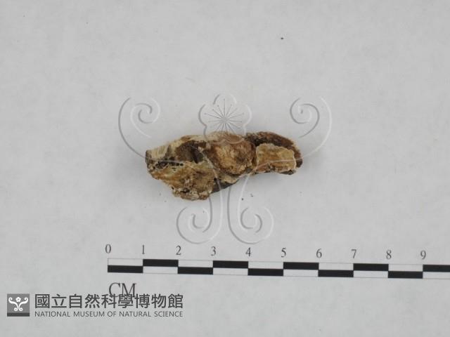 登錄號:F0025072藏品圖，第3張