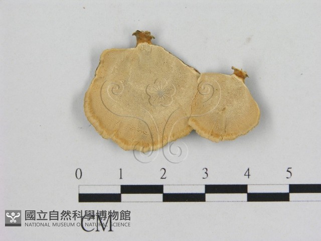 相鄰小孔菌藏品圖，第3張