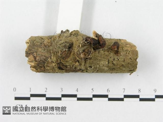 登錄號:F0019072藏品圖，第3張