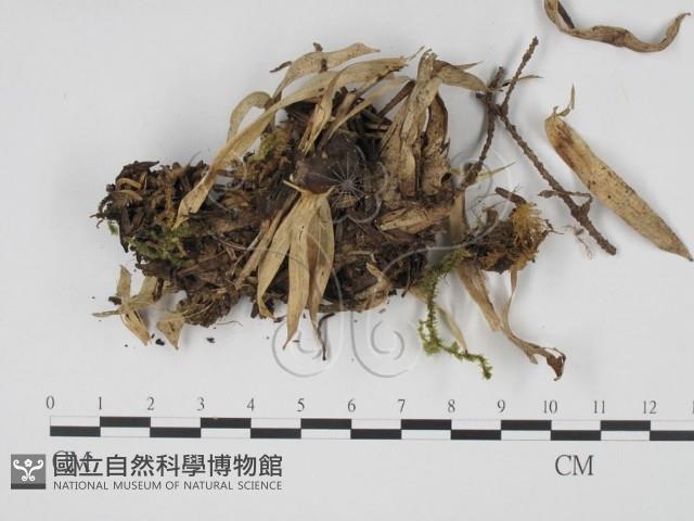 登錄號:F0003072藏品圖，第3張