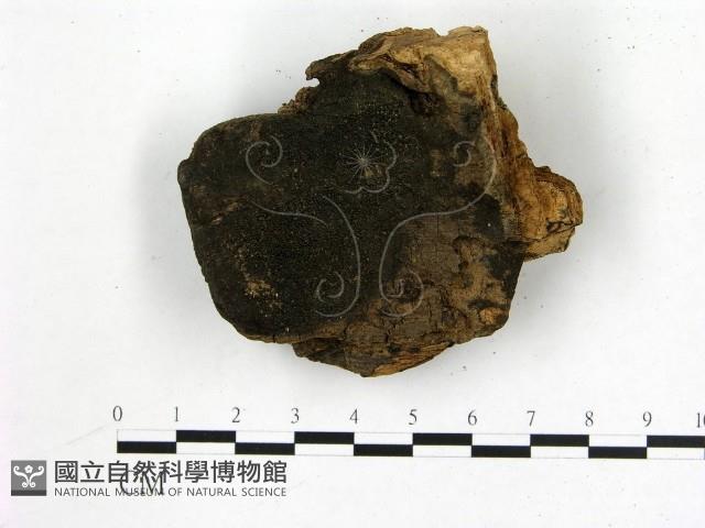 登錄號:F0010372藏品圖，第3張