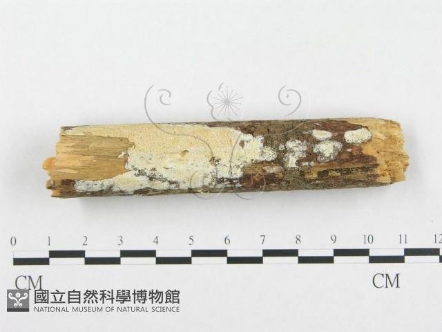 登錄號:F0001372藏品圖，第1張