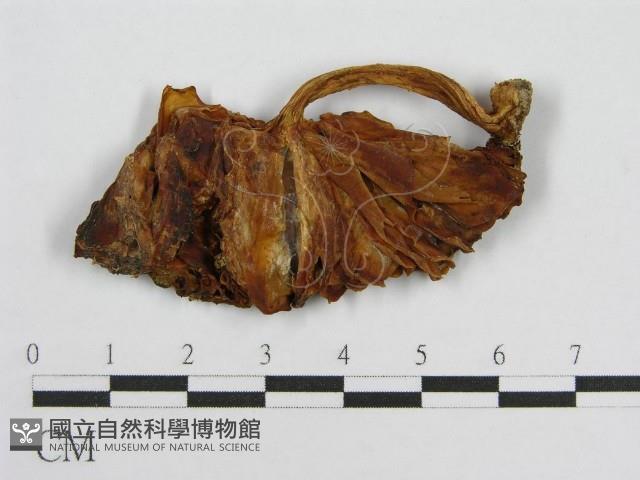登錄號:F0004372藏品圖，第3張