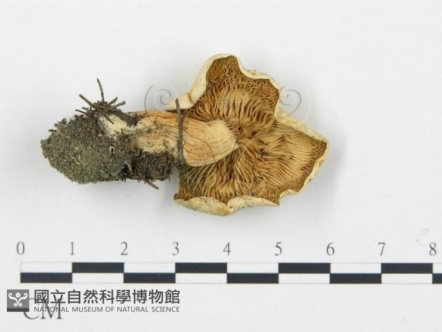 杯傘屬藏品圖，第3張