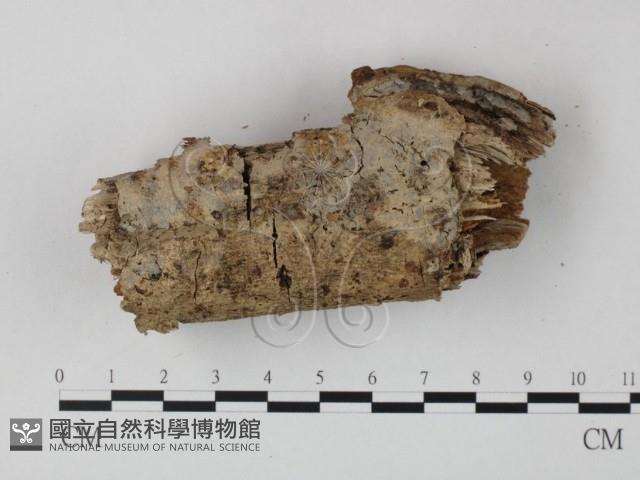 登錄號:F0022372藏品圖，第3張