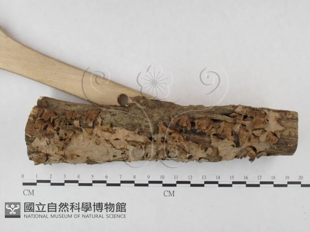 蠔韌革菌藏品圖，第3張
