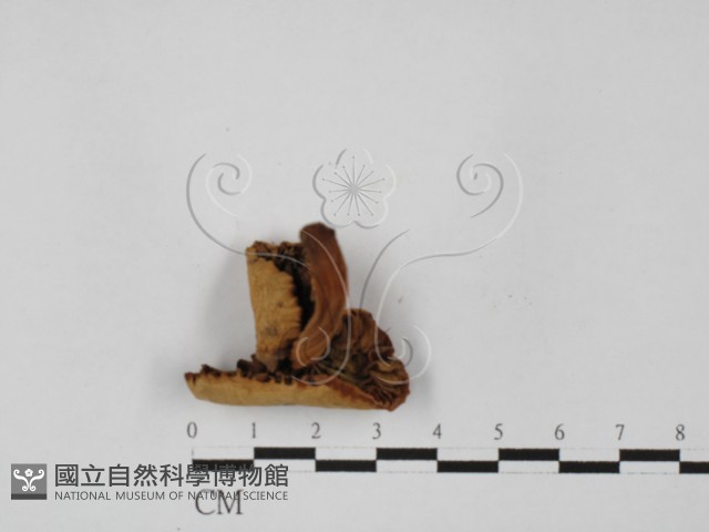 登錄號:F0027372藏品圖，第3張