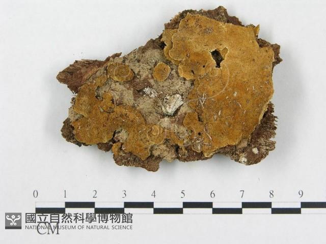 登錄號:F0017372藏品圖，第1張