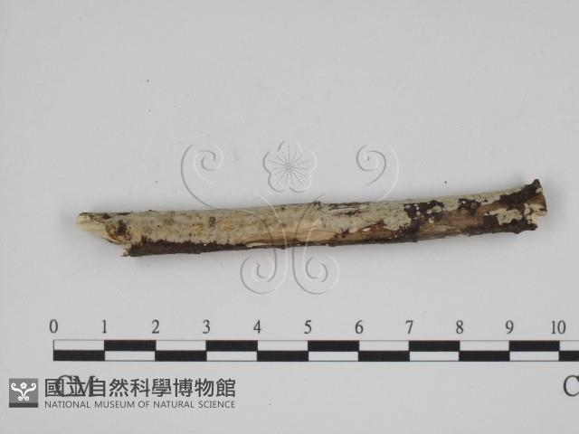 登錄號:F0005372藏品圖，第3張