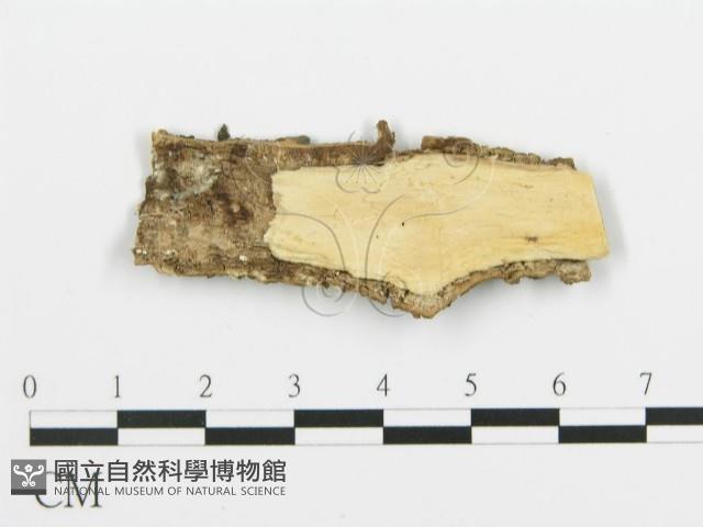 登錄號:F0015372藏品圖，第3張