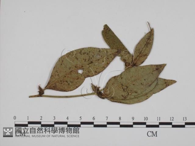 登錄號:F0019372藏品圖，第3張