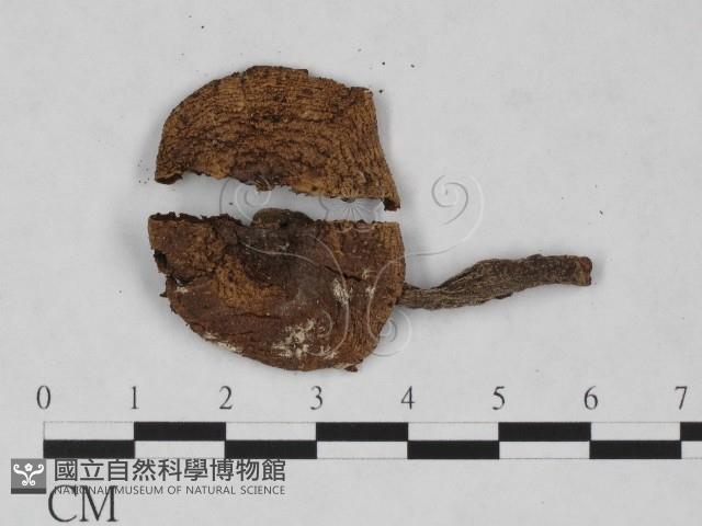 傘菌屬藏品圖，第3張