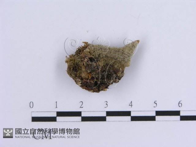 登錄號:F0008267藏品圖，第3張
