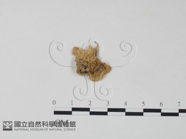 栓菌屬藏品圖，第3張