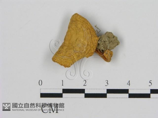 濕傘屬藏品圖，第3張