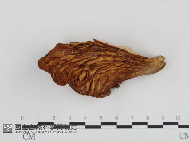 登錄號:F0024267藏品圖，第3張