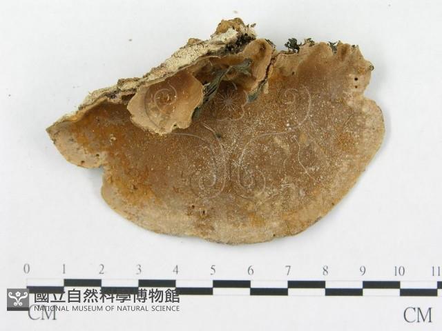 硬孔菌屬藏品圖，第3張