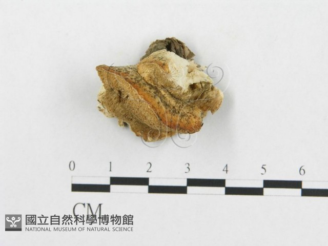 登錄號:F0007267藏品圖，第3張