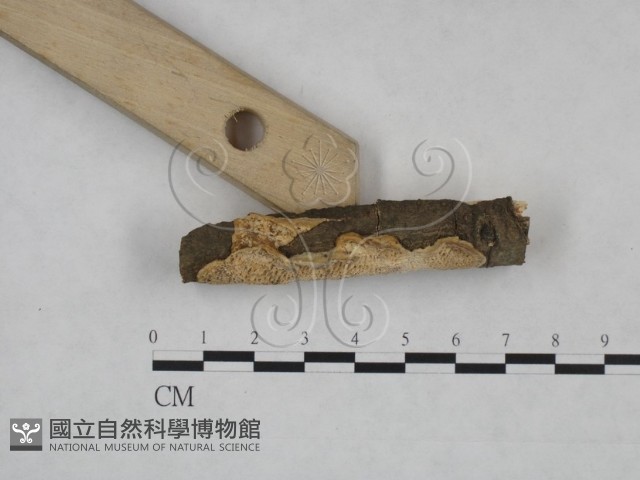 登錄號:F0025267藏品圖，第3張