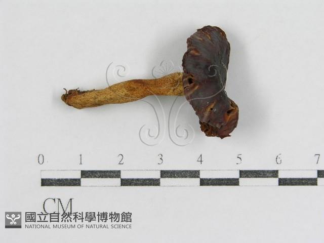 登錄號:F0005267藏品圖，第3張