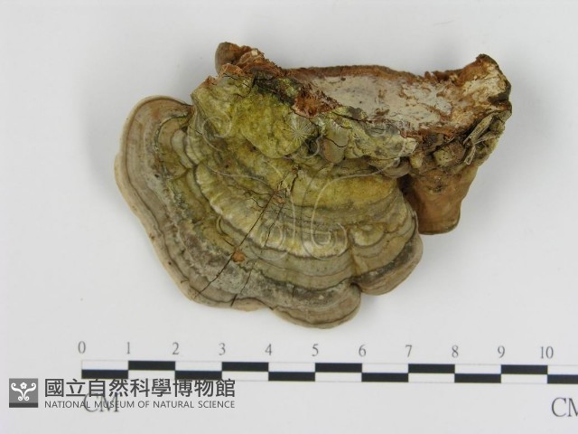 登錄號:F0015267藏品圖，第3張