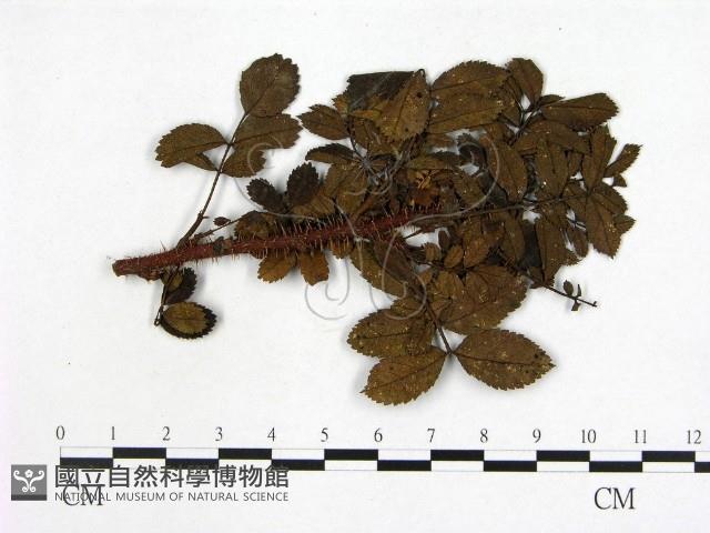 登錄號:F0019267藏品圖，第3張