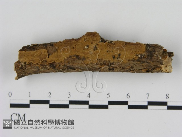 刺革菌屬藏品圖，第3張
